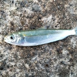 カタボシイワシ