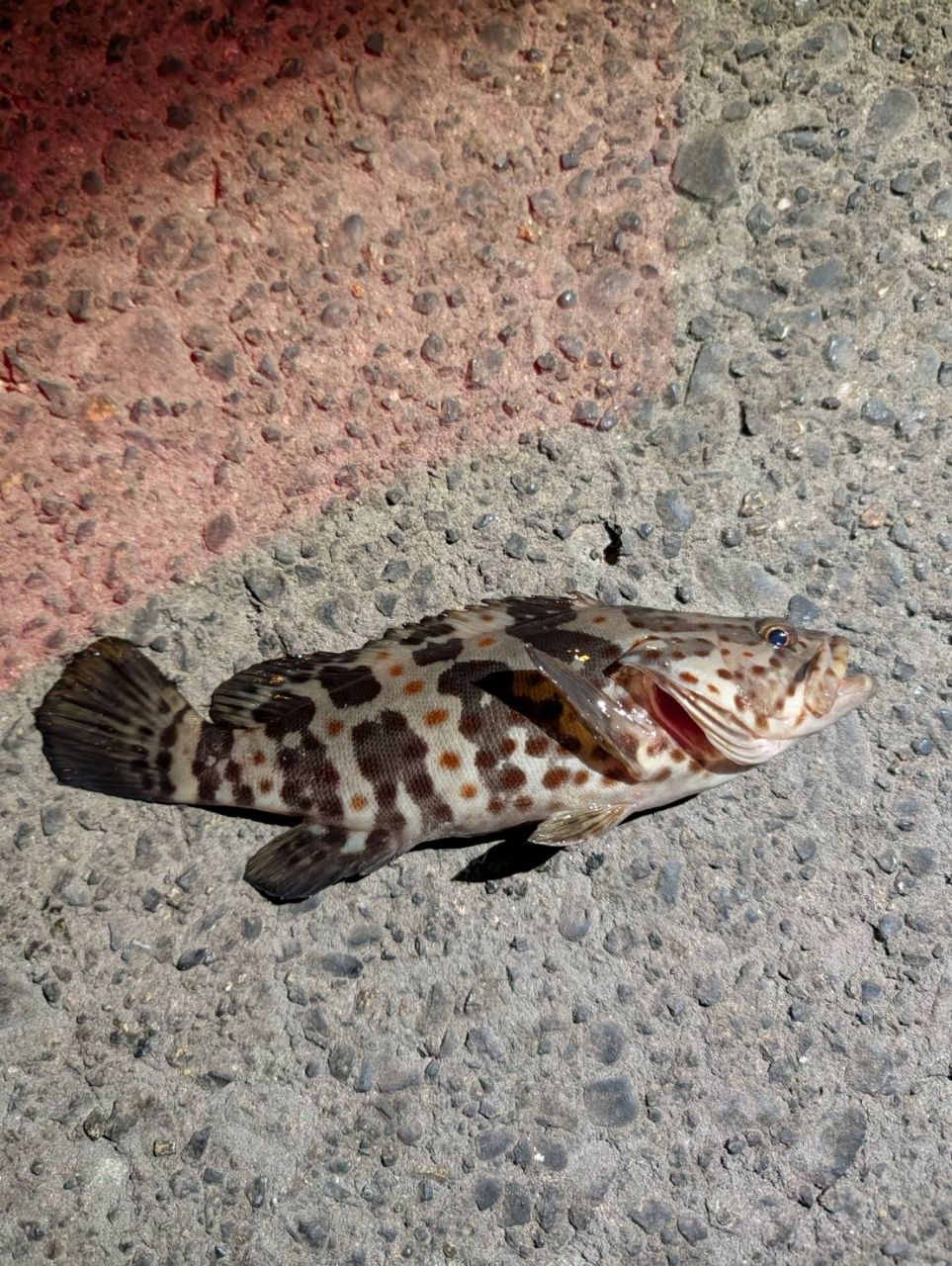 チャイロマルハタ