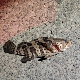 チャイロマルハタ