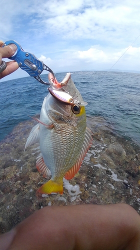 イソフエフキの釣果