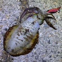 アオリイカの釣果