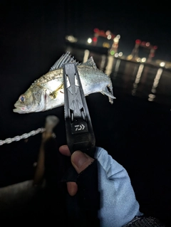 タケノコメバルの釣果