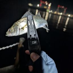 タケノコメバル