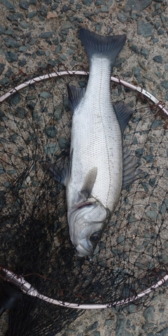 セイゴ（ヒラスズキ）の釣果