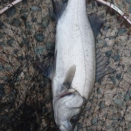 セイゴ（ヒラスズキ）