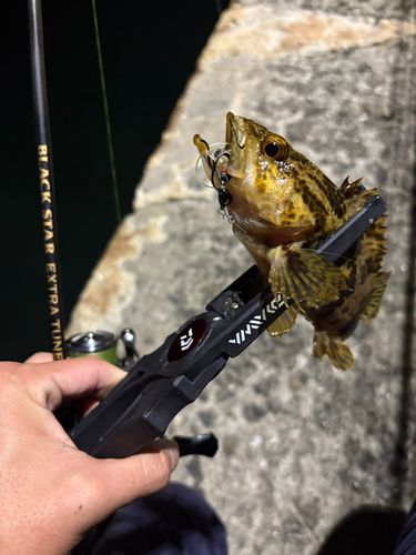 タケノコメバルの釣果