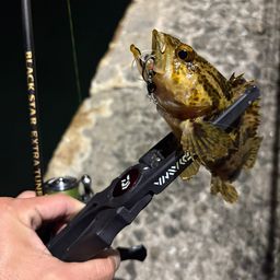 タケノコメバル