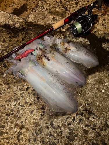 アオリイカの釣果