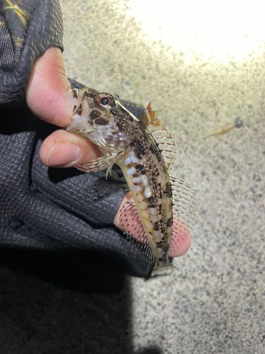 アナハゼの釣果