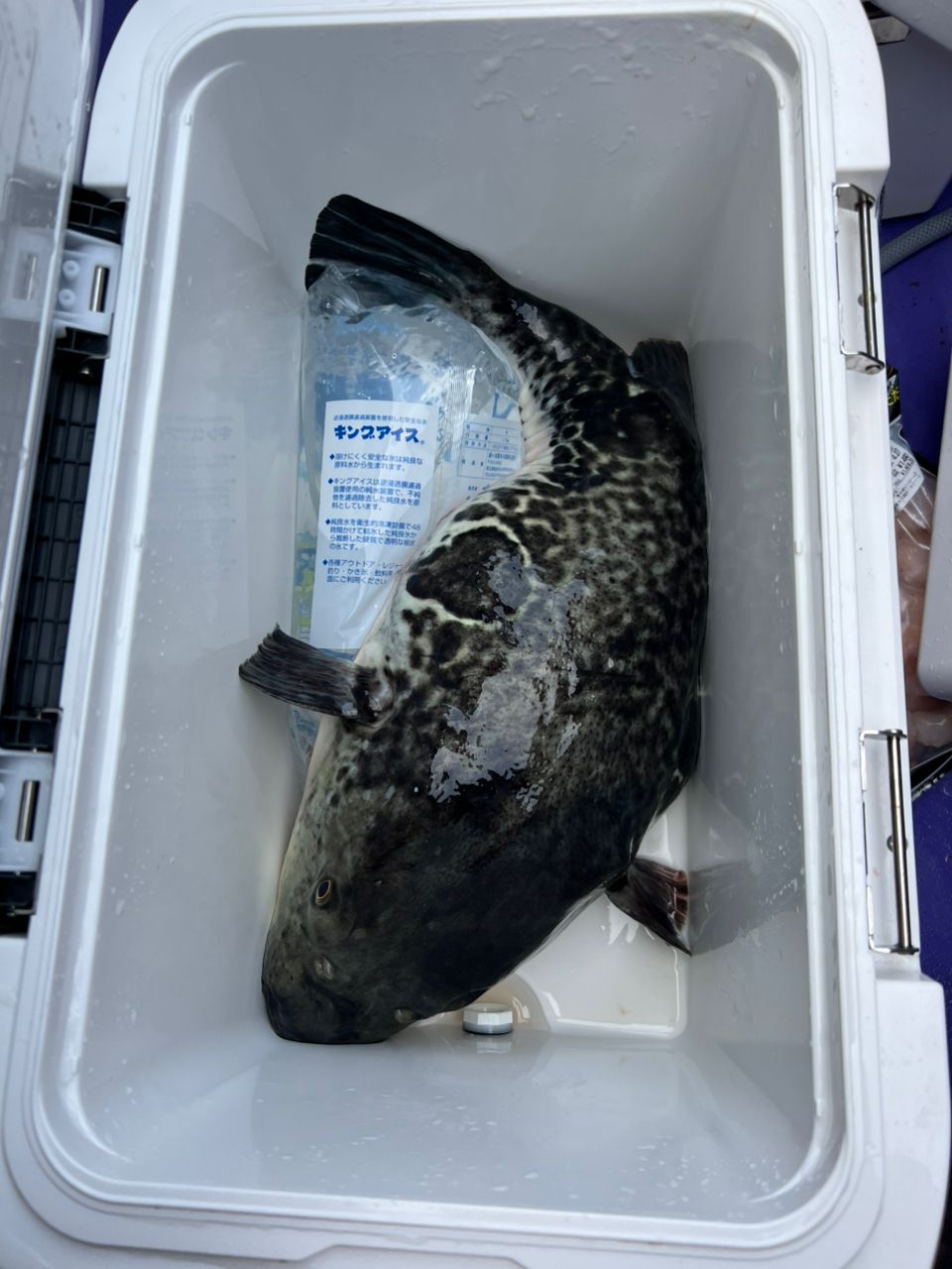 ダグラス13さんの釣果 1枚目の画像