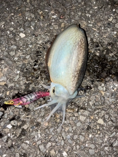 シリヤケイカの釣果