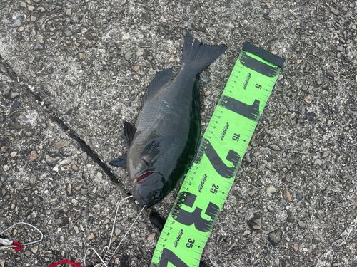 クチブトグレの釣果