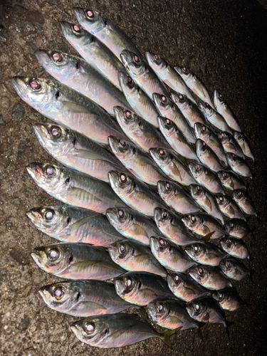 アジの釣果