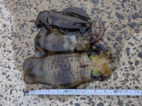 アオリイカの釣果