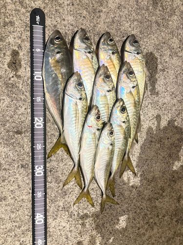 アジの釣果
