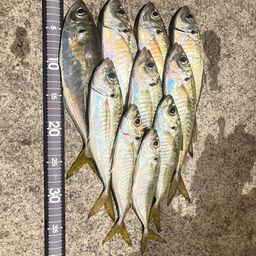 セイゴ（マルスズキ）