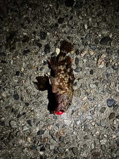 シロギスの釣果