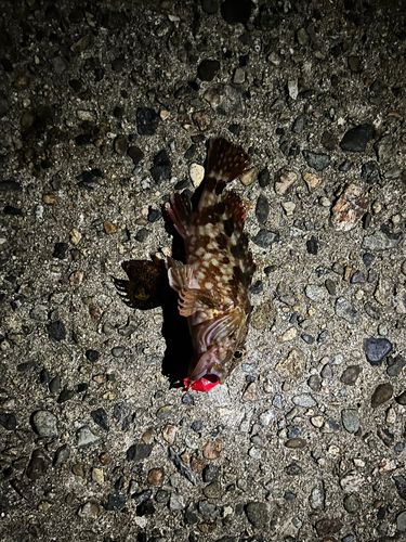 シロギスの釣果