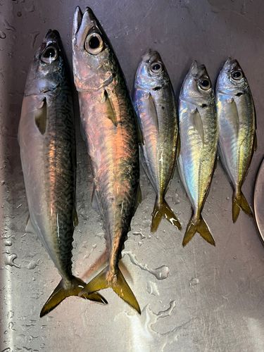 アジの釣果