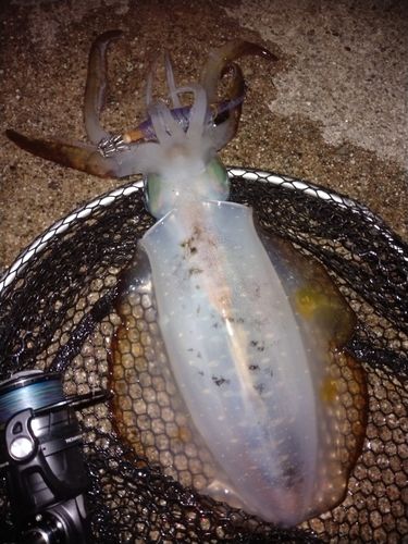 アオリイカの釣果