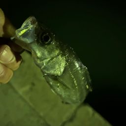 セイゴ（マルスズキ）