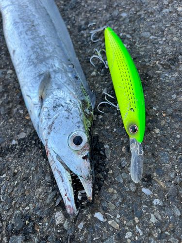 タチウオの釣果