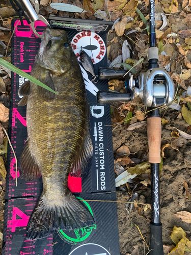 スモールマウスバスの釣果