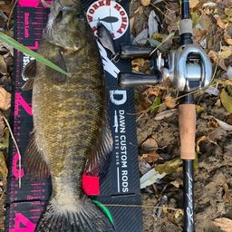 スモールマウスバス