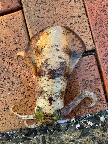 アオリイカの釣果