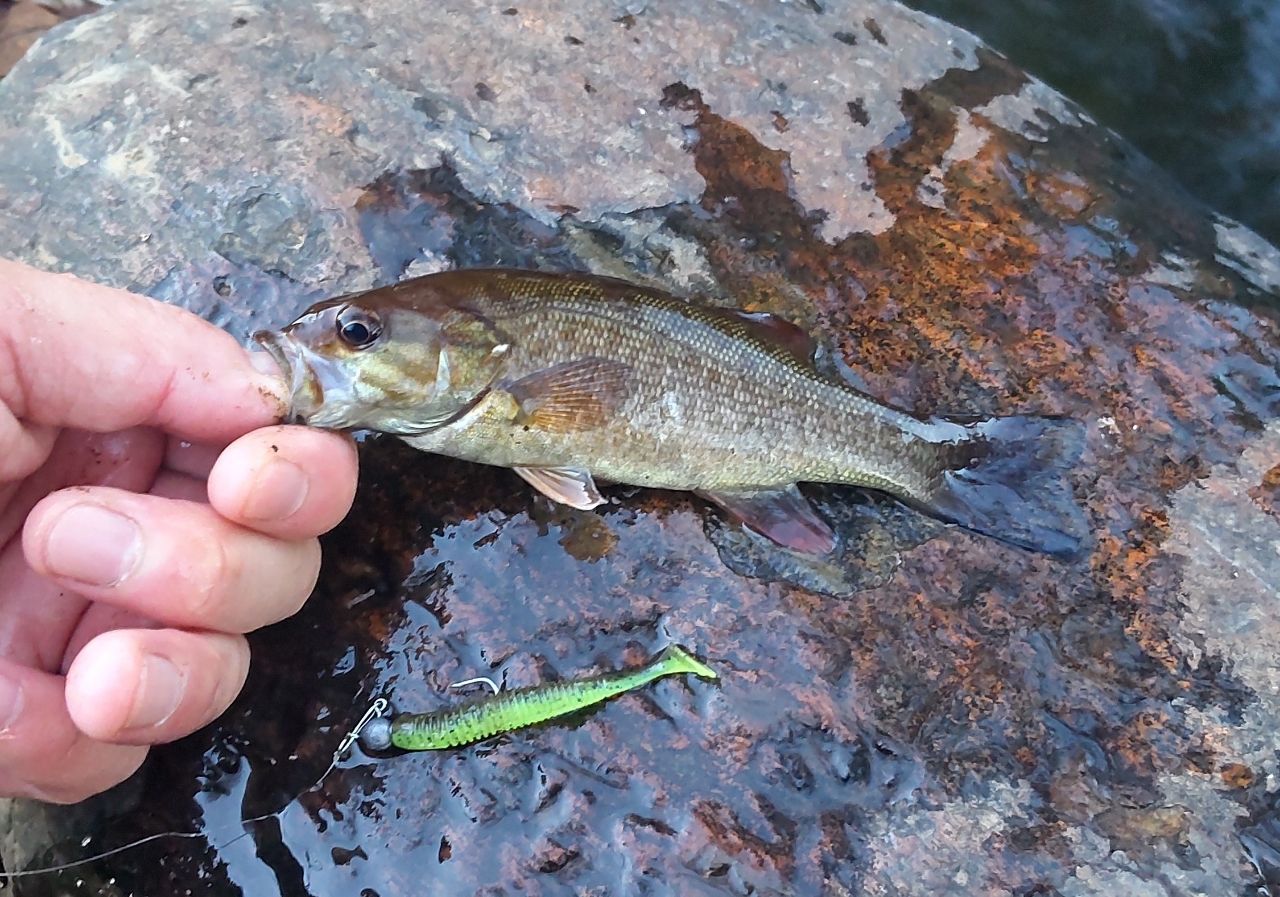 スモールマウスバス