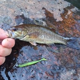 スモールマウスバス