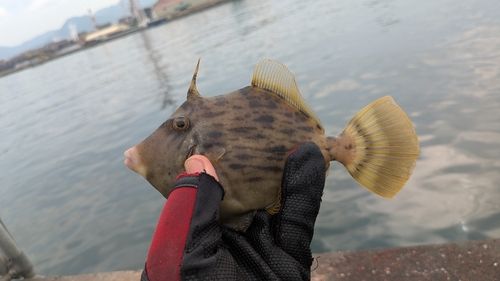 カワハギの釣果