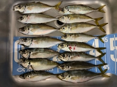アジの釣果