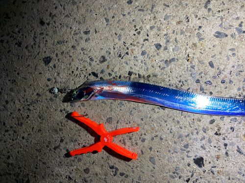 タチウオの釣果