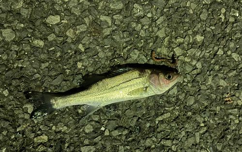 セイゴ（マルスズキ）の釣果