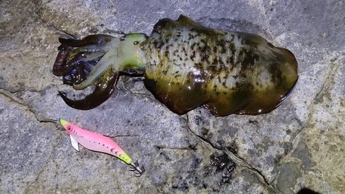 アオリイカの釣果