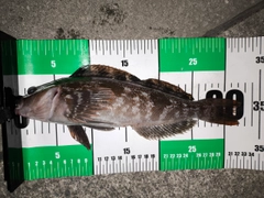 アイナメの釣果