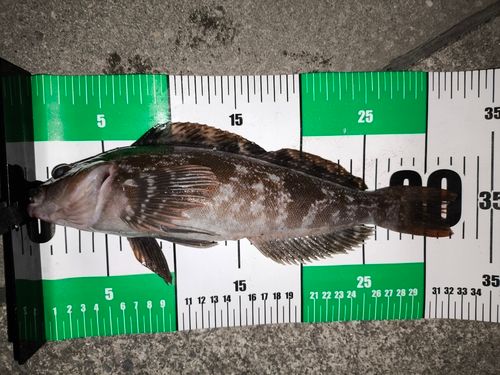 アイナメの釣果