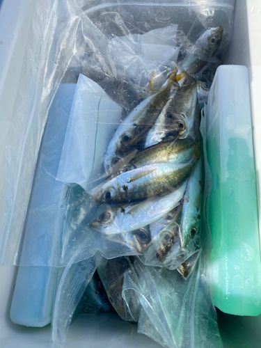 アジの釣果