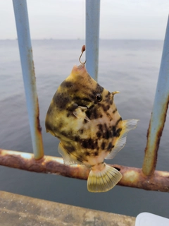 カワハギの釣果