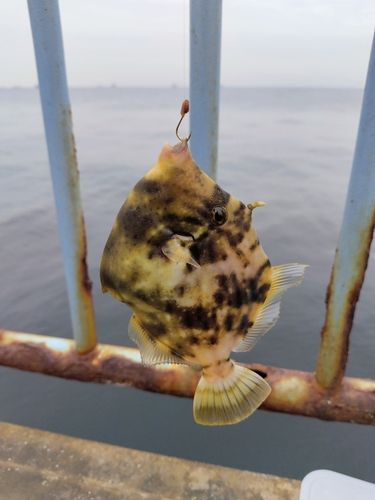 カワハギの釣果