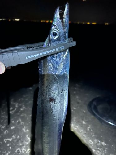 タチウオの釣果