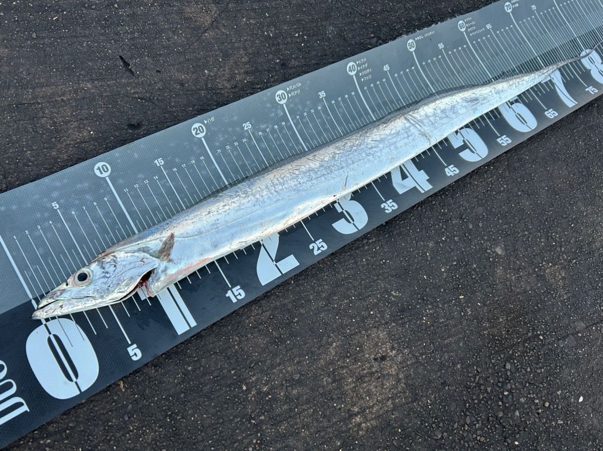 bob9さんの釣果 2枚目の画像