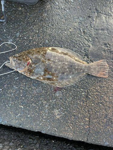 ヒラメの釣果