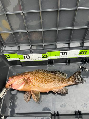 オオモンハタの釣果