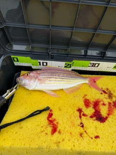 イトヨリダイの釣果