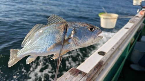 イシモチの釣果
