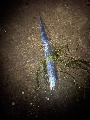 東京湾（アクアライン〜富津）