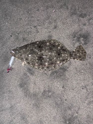ヒラメの釣果