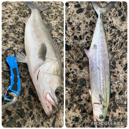 マルスズキの釣果